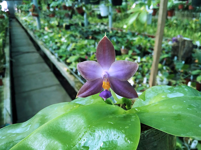 Phalaenopsis violacea indigo x micholitzii.jpg