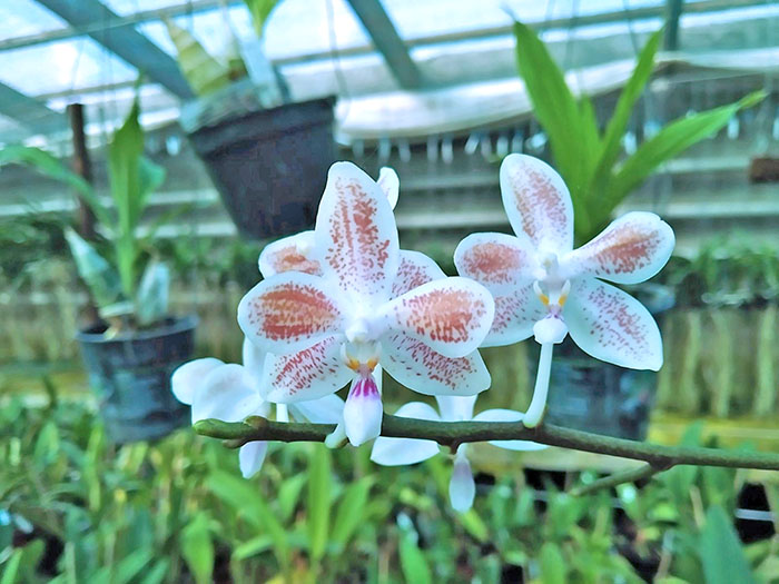 Phalaenopsis Rainbow Falconer x celebensis.jpg