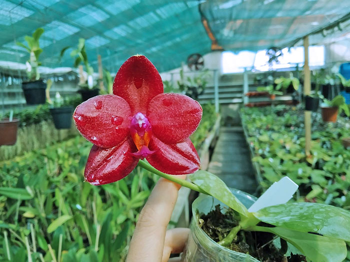 Phalaenopsis LD Sun Dragon 'Snake Scales'.jpg