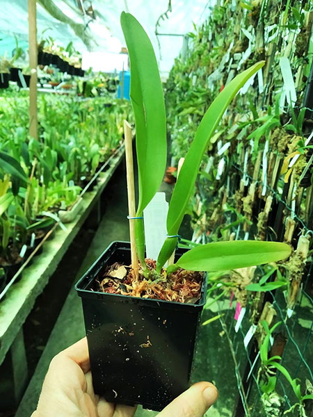 Cattleya trianae coerulea pincelada 'Heitor' x coerulea pincelada 'Majestade'.jpg