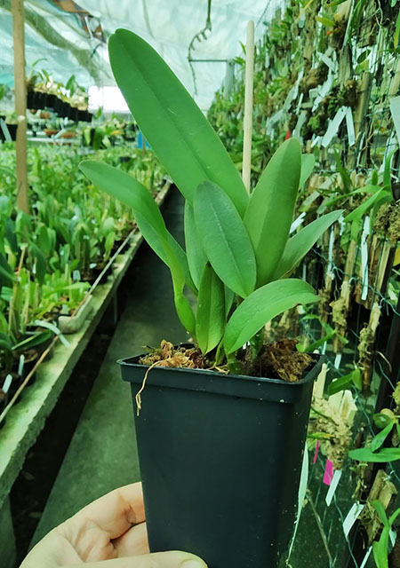 Cattleya trianae (concolor 'Nublado' x semi alba 'Esquecida').jpg