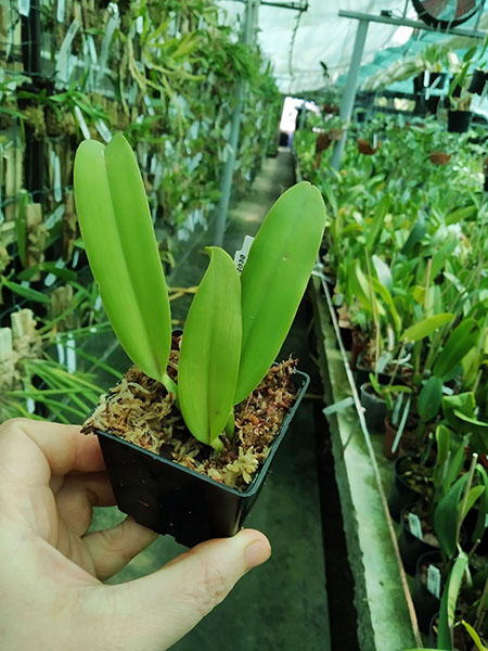 Cattleya mendelii semi-alba 'Rodrigo' x self.jpg