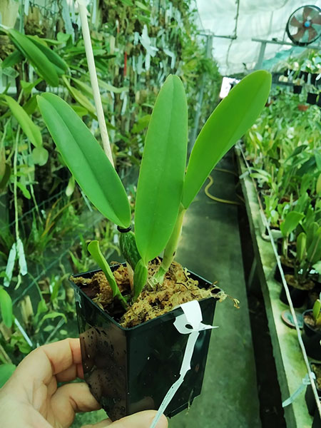 Cattleya mossiae semi alba ('Pica pau' x 'Gigante').jpg