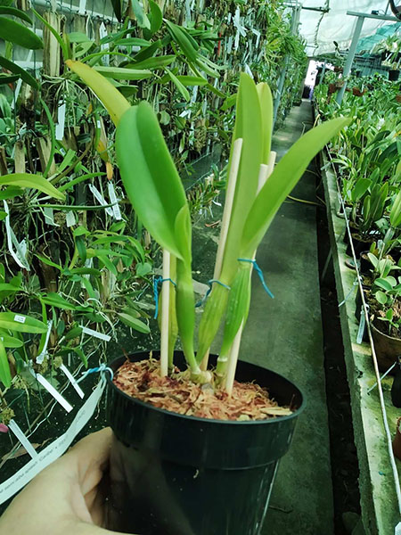 Cattleya mossiae semi alba aquini 'Caribe' x self.jpg