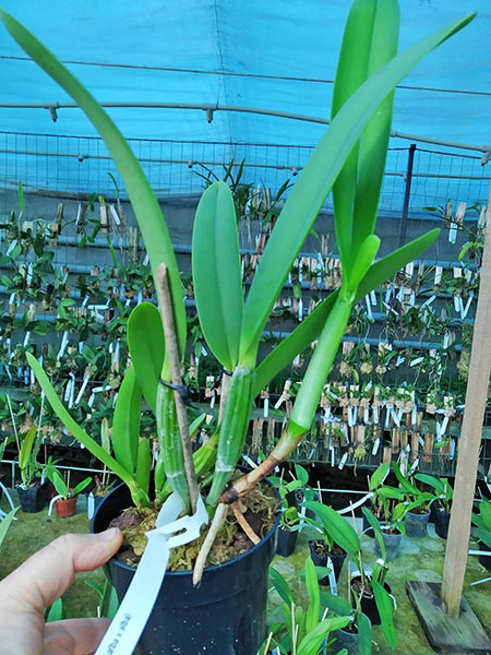 Cattleya lueddemanniana (alba x alba BV).jpg