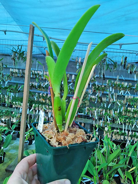 Cattleya lueddemanniana semi-alba 'Agnetha' x 'Cavacano'.jpg