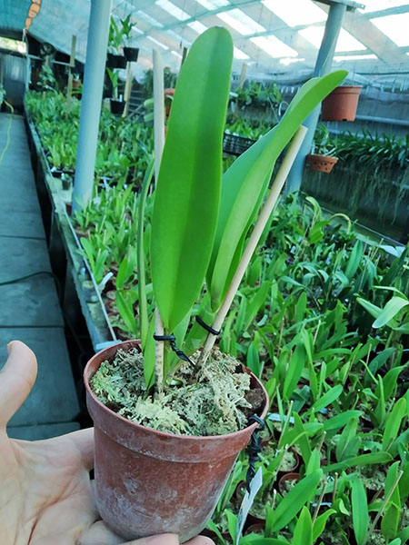 Cattleya Hardyana (warscenwiczii semi-alba x dowiana aurea).jpg