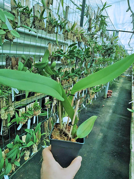 Cattleya warneri concolor 'Sao Gabriel' x warneri concolor 'E Colnago'.jpg