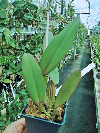 Cattleya warneri rubra 'Jetiba' x warneri escura 'Belezinha'.jpg