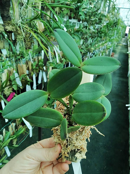 Cattleya schilleriana 'Zaslawski' x 'Surpresa'.jpg