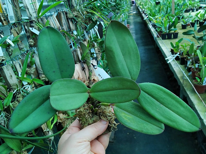 Cattleya schilleriana 'DSC 08' x sib.jpg