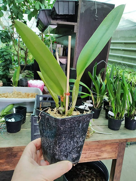 Cattleya warscewiczii ('Z-133' x 'Gigante do Cuete').jpg