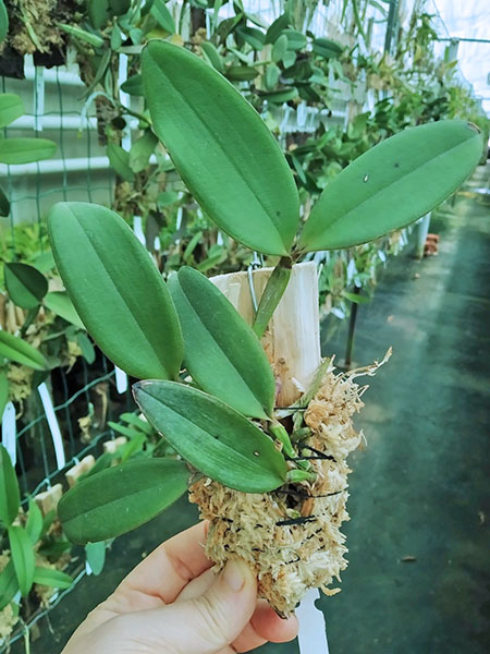 Cattleya schilleriana 'Agua Surda' x Cattleya schilleriana 'Olinda'.jpg