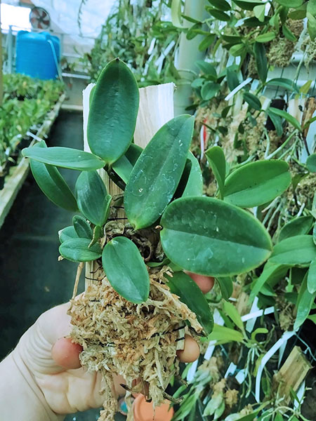 Cattleya aclandiae lilacina 'Mercedita' x aclandiae nigrescens 'Mae Preta'.jpg