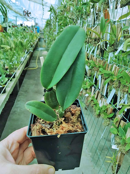 Cattleya labiata (rubra 'Superba' x escura 'Lua Cheia').jpg