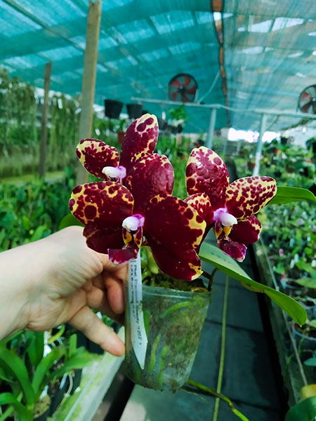 Phalaenopsis Diamond Beauty '1202' x Ld's Bear King 'YK7' (select).jpg