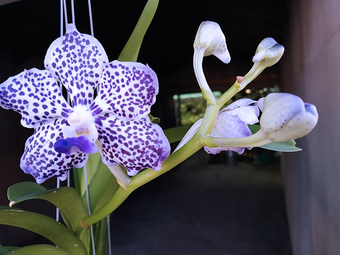 Vanda Robert's Delight x Mimi Palmer.jpg