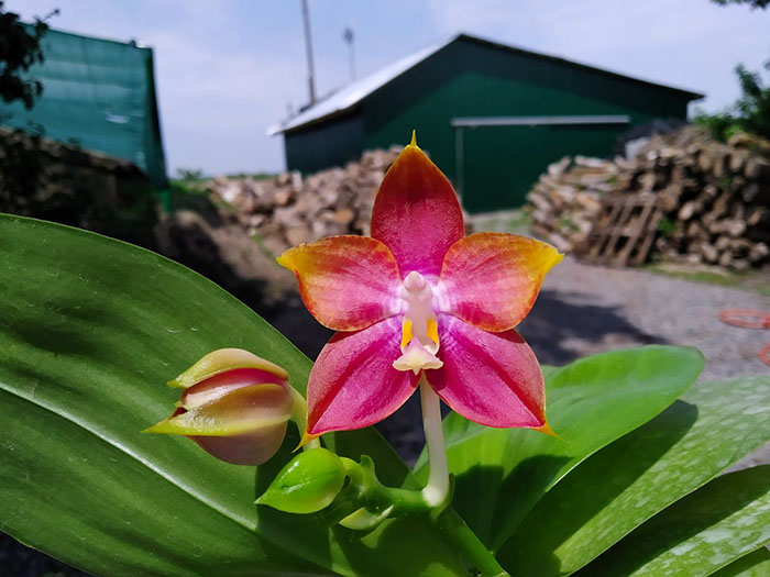 Phalaenopsis Mituo Reflex Dragon 'Y-purple'.jpg