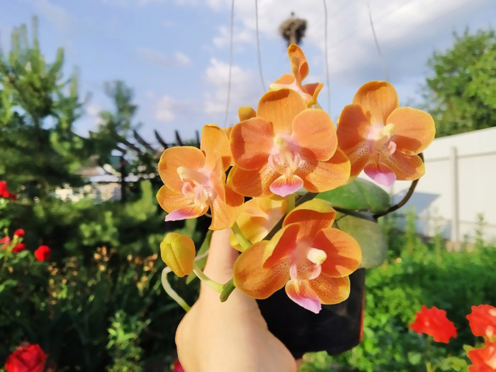 Phalaenopsis Yaphon Perfume 'Yellow' x celebensis 'Yellow'.jpg