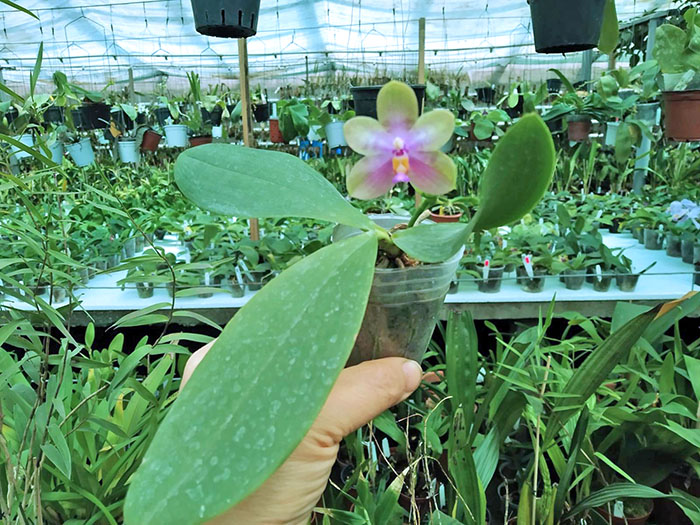 Phalaenopsis Tetrabell (bellina alba x tetraspis alba).jpg