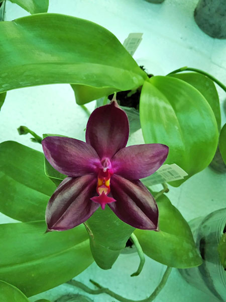 Phalaenopsis Yaphon Lueddemanniana Star (lueddemanniana x Su An Super Star).jpg