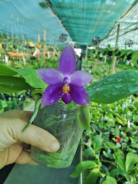 Phalaenopsis Samera blue x (Nobby Green Eagle x DT) x Samera Blue.jpg