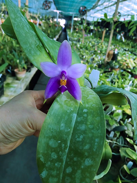 Phalaenopsis Samera blue x (Nobby Green Eagle x DT) x Samera Blue.jpg