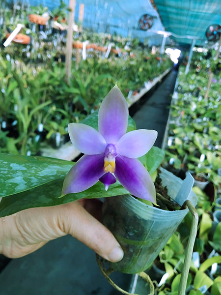 Phalaenopsis Samera blue x (Nobby Green Eagle x DT) x Samera Blue.jpg