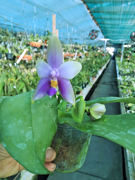 Phalaenopsis Samera blue x (Nobby Green Eagle x DT) x Samera Blue.jpg