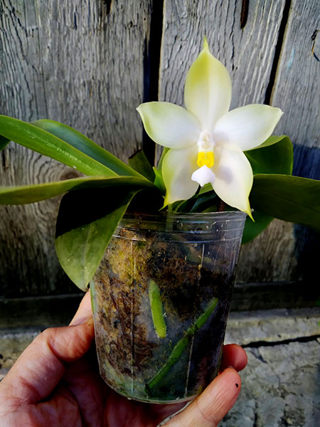 Phalaenopsis bellina alba.jpg