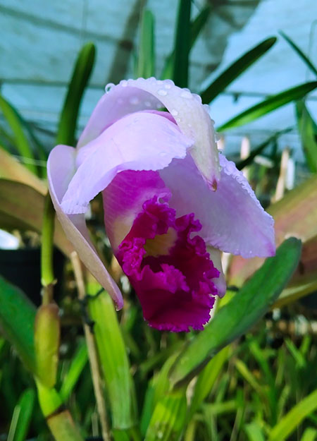 Cattleya warneri escura 'Corrego D'antas' x Cattleya warneri escura integra orlata.jpg