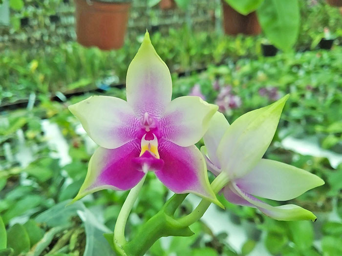 Phalaenopsis Ld's Bear King 'YK-14' x (Ya-Yi Qin x Yin's Bellina Kaiulani).jpg