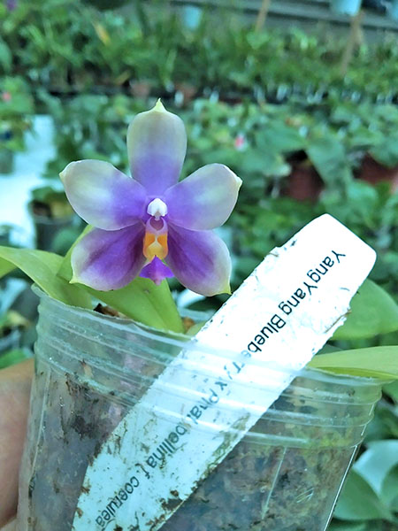 Phalaenopsis YangYang Blueberry x bellina coerulea.jpg