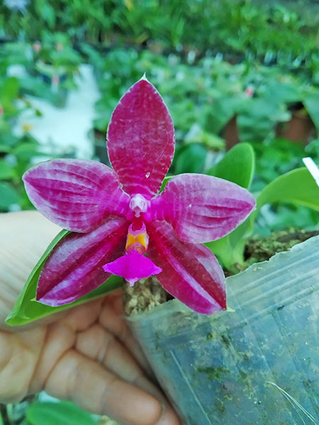 Phalaenopsis (Yungho Gelblitz x venosa) x lueddemanniana Yungho.jpg