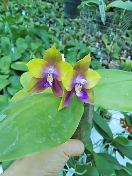 Phalaenopsis Mituo Prince 'Chin Ming'.jpg