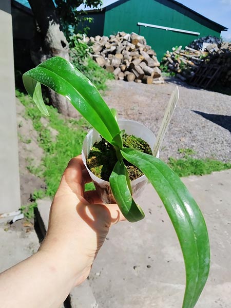 Paphiopedilum (Michael Koopowitz x sanderianum ) x sanderianum.jpg