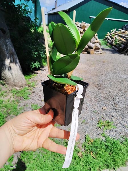 Cattleya intermedia (sanguinea trilabelo 'Sombra' x trilabelo vinicolor 'Gomes').jpg