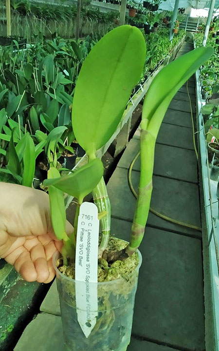 Cattleya Leoloddiglossa coerulea 'SVO Speckled Blue' x Cattleya Pittiae coerulea 'SVO Best'.jpg