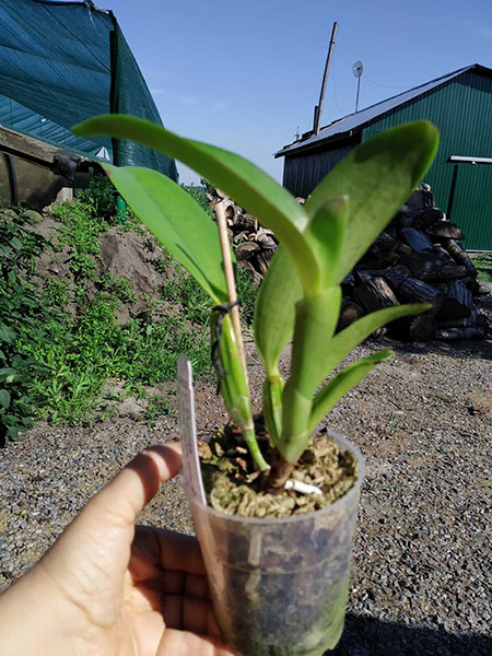 Cattleya Dubiosa.jpg