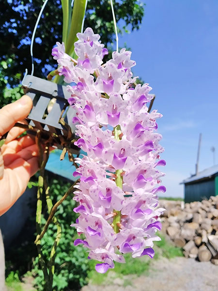 Rhynchostylis retusa spot.jpg