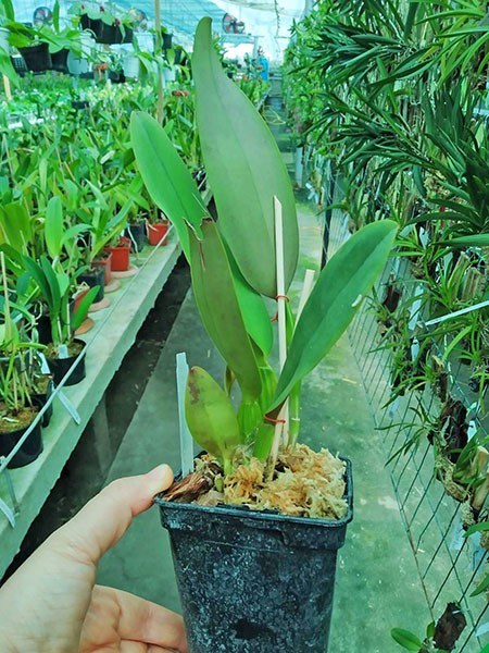 Laelia lobata tipo ('Bela Vista' x 'Dna Niedja').jpg