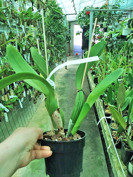 Cattleya labiata semi-alba ('Arlequim' x 'Branca de Neve').jpg