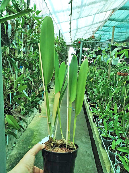 Laelia purpurata (flamea 'Sunset' x striata orla branca 'Cheida').jpg