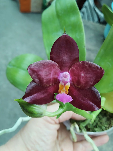 Phalaenopsis (Jong's Gigan Cherry x Miro Super Star).jpg