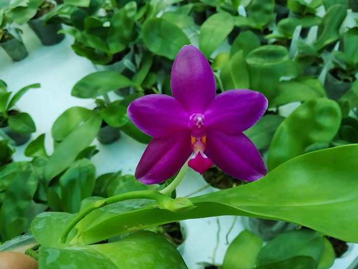 Phalaenopsis Yaphon Lueddemanniana Star (lueddemanniana x Su An Super Star).jpg