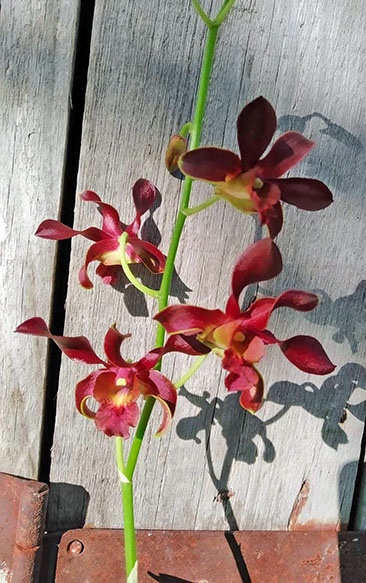 Dendrobium Red Spin.jpg