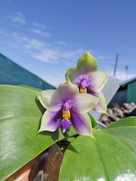 Phalaenopsis bellina Blue 'Mituo #1'.jpg