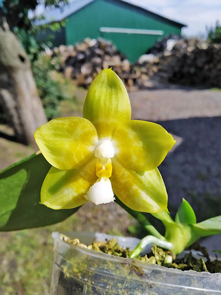 Phalaenopsis Joy Spring Canary 'joy'.jpg