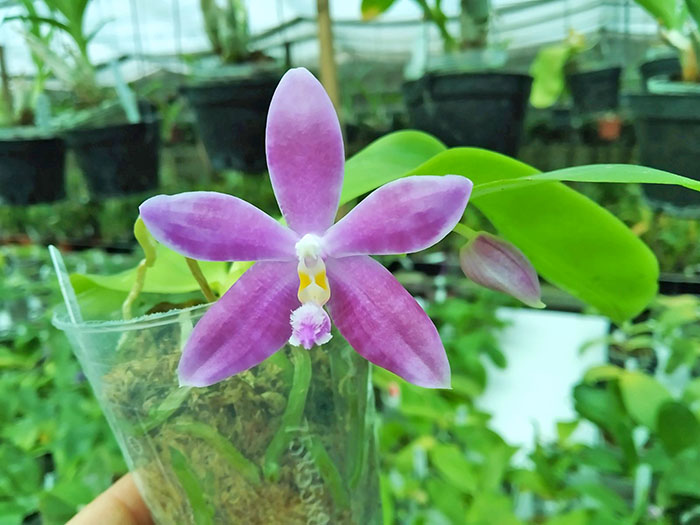 Phalaenopsis (speciosa 'coffee&blue' x YangYang Blueberry).jpg