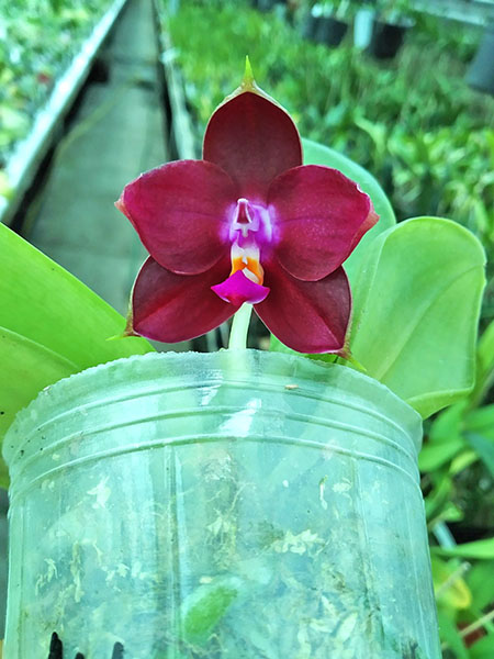 Phalaenopsis LD's Bear King 'Bronze' x Mituo Princess 'Blue'.jpg